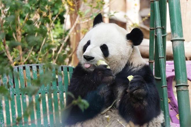 熊猫界三大“顶流”集体过生日！你随份子了吗？-云上资源整合网