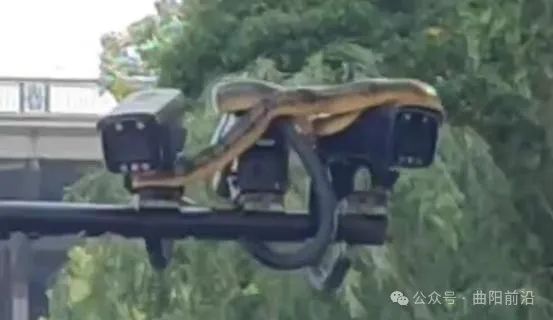 武汉江滩大蛇爬上监控杆！专家：蛇在高处避水属应激反应-云上资源整合网