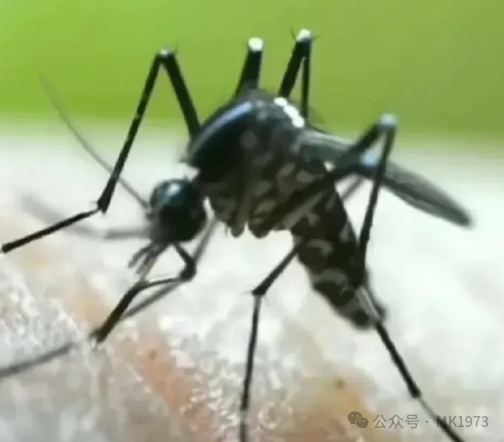 30%死亡率！美国一小镇因罕见致命疾病实施夜间封锁-云上资源整合网